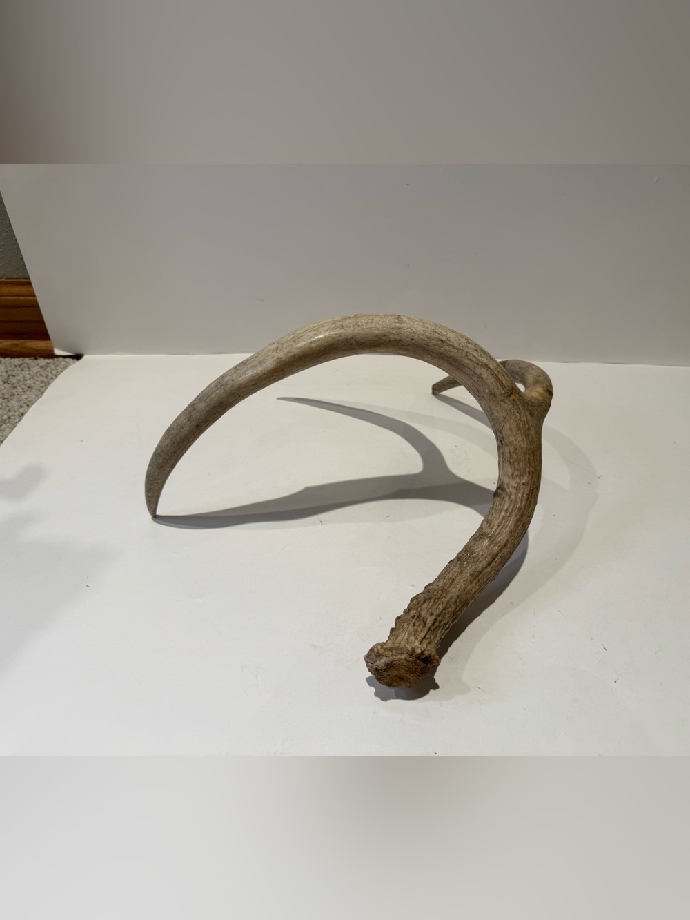 Real Natural Deer Antler Shed | Rustic Cabin & Farmhouse Decor Accent - Picture 3 of 7